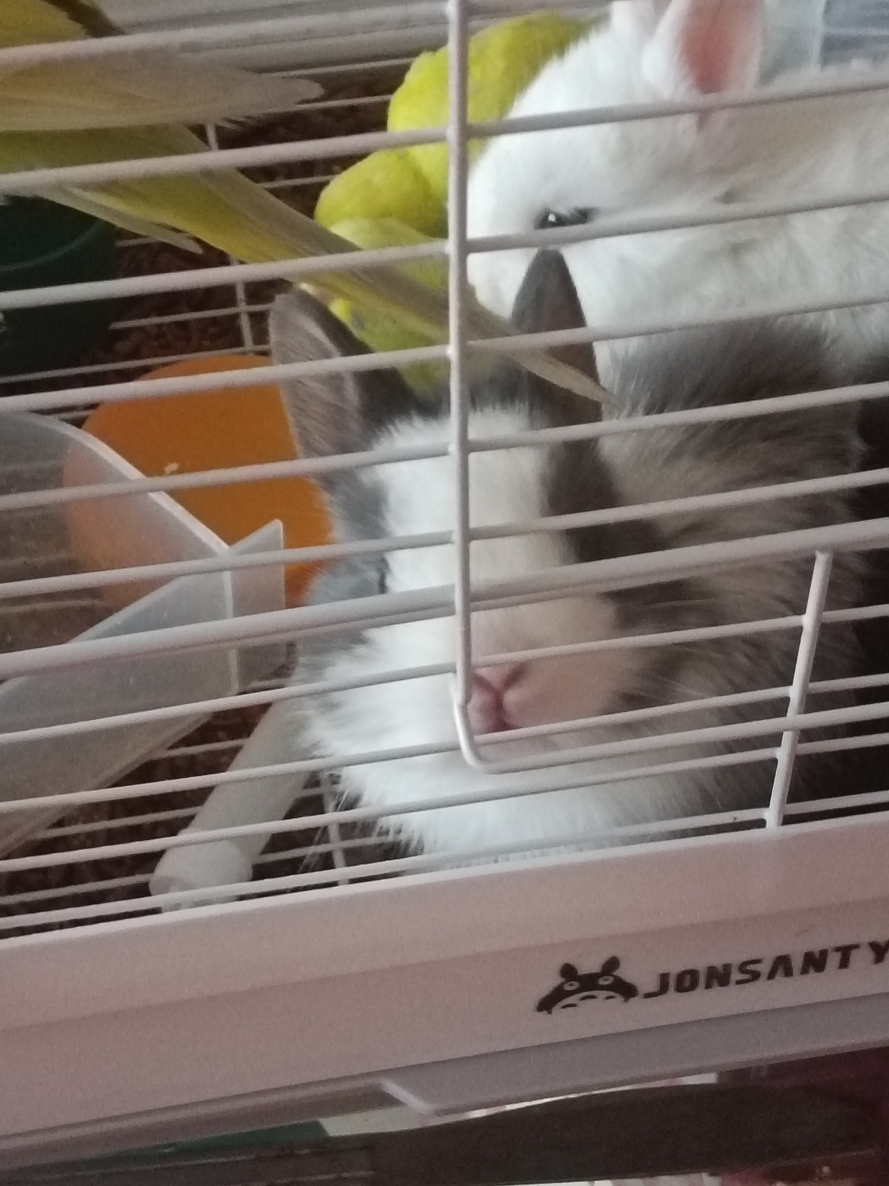 宠物兔